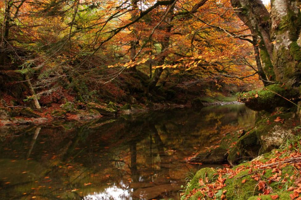 Reflejos de otoño II